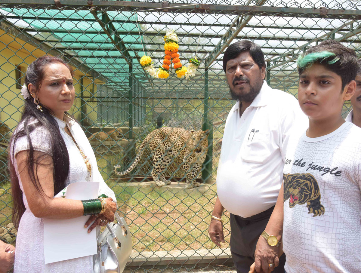 Panther Adopted at National Park by Social Justice Minister of State Ramdas Athawale.