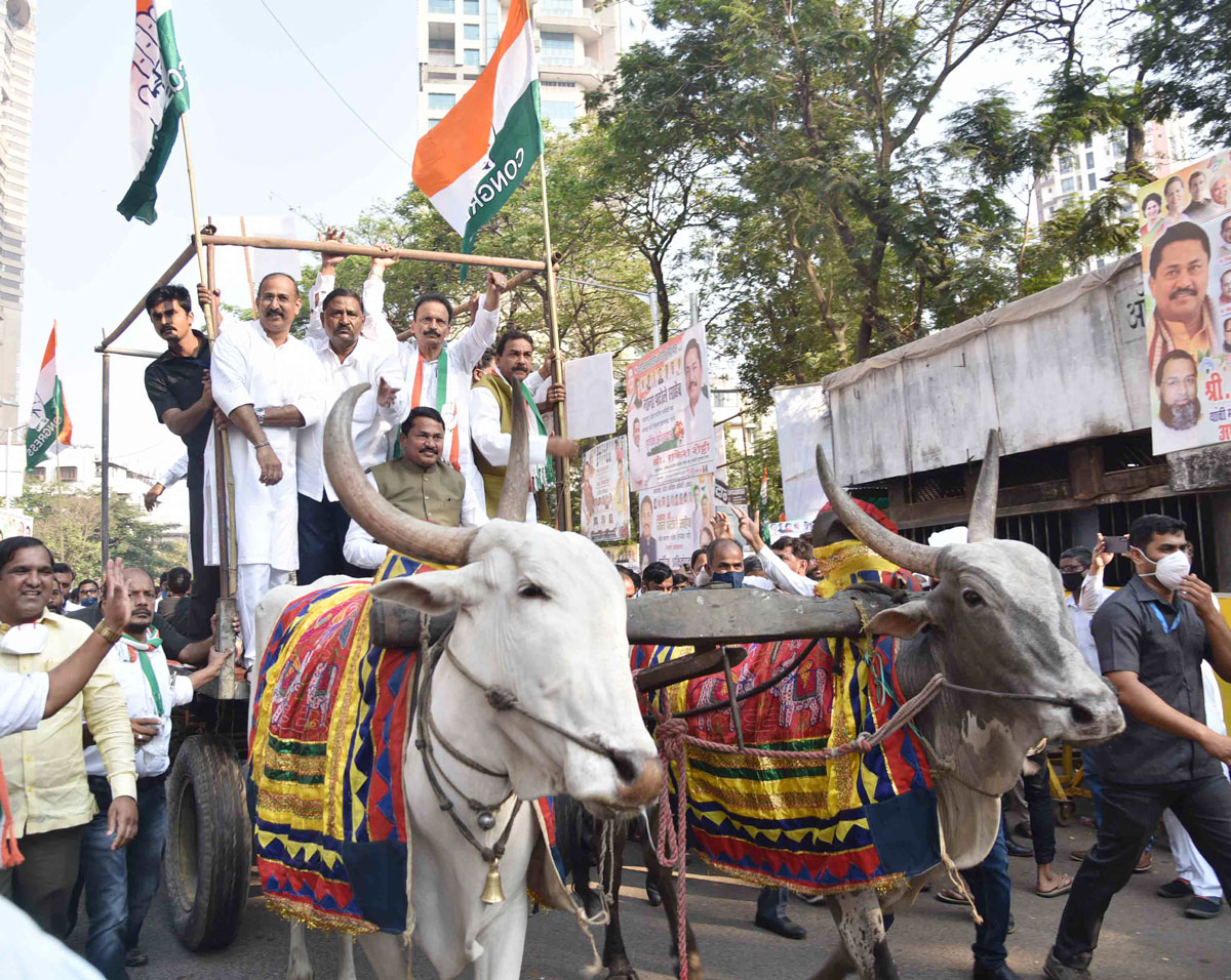 Newly Appointed MPCC President Nana Patole with Team on bullock Cart to  Protest against BJP Sarkar on Diesel Petrol Price Hike Rates.